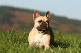 BOULEDOGUE FRANCAIS 1225